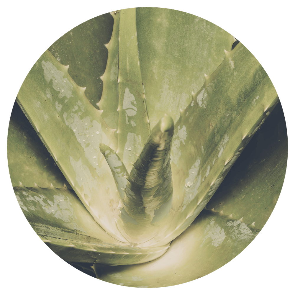 Aloe Vera
