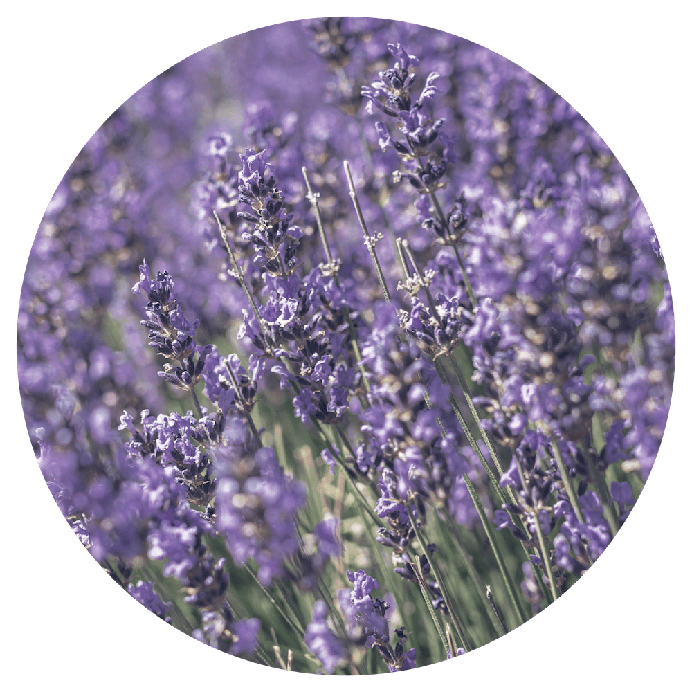 Lavanda